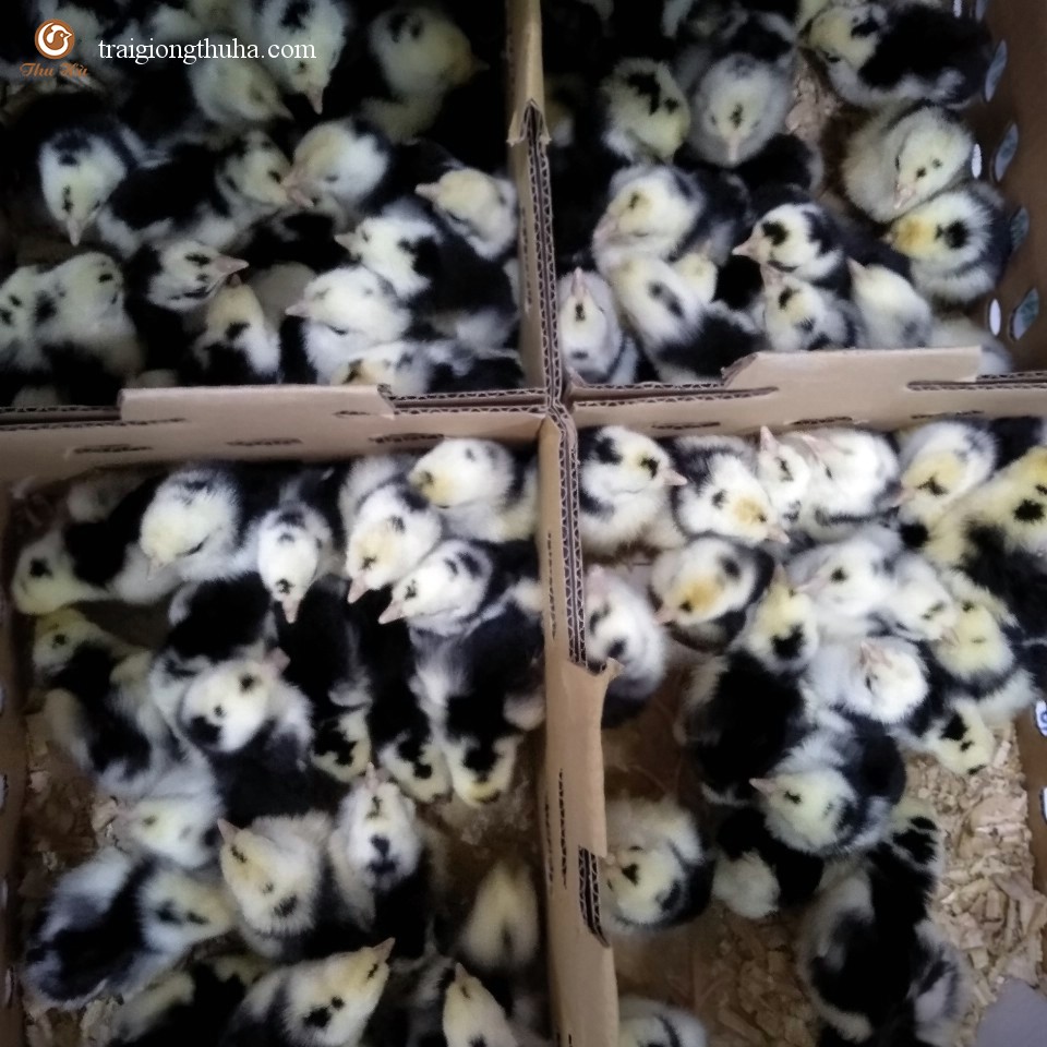 Gà quý phi bóc trứng